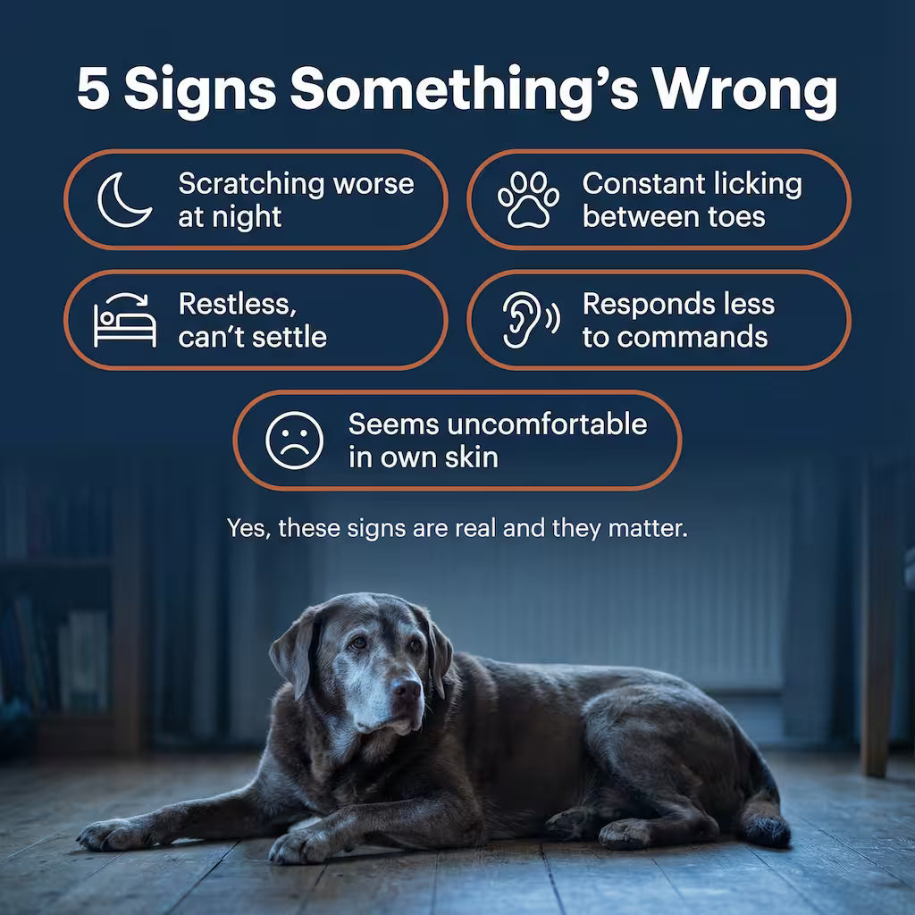 Daily Support for Skin Comfort, Gut Balance & Overall Vitality